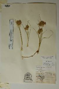 Cyperus onerosus image