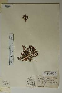 Sedum havardii image