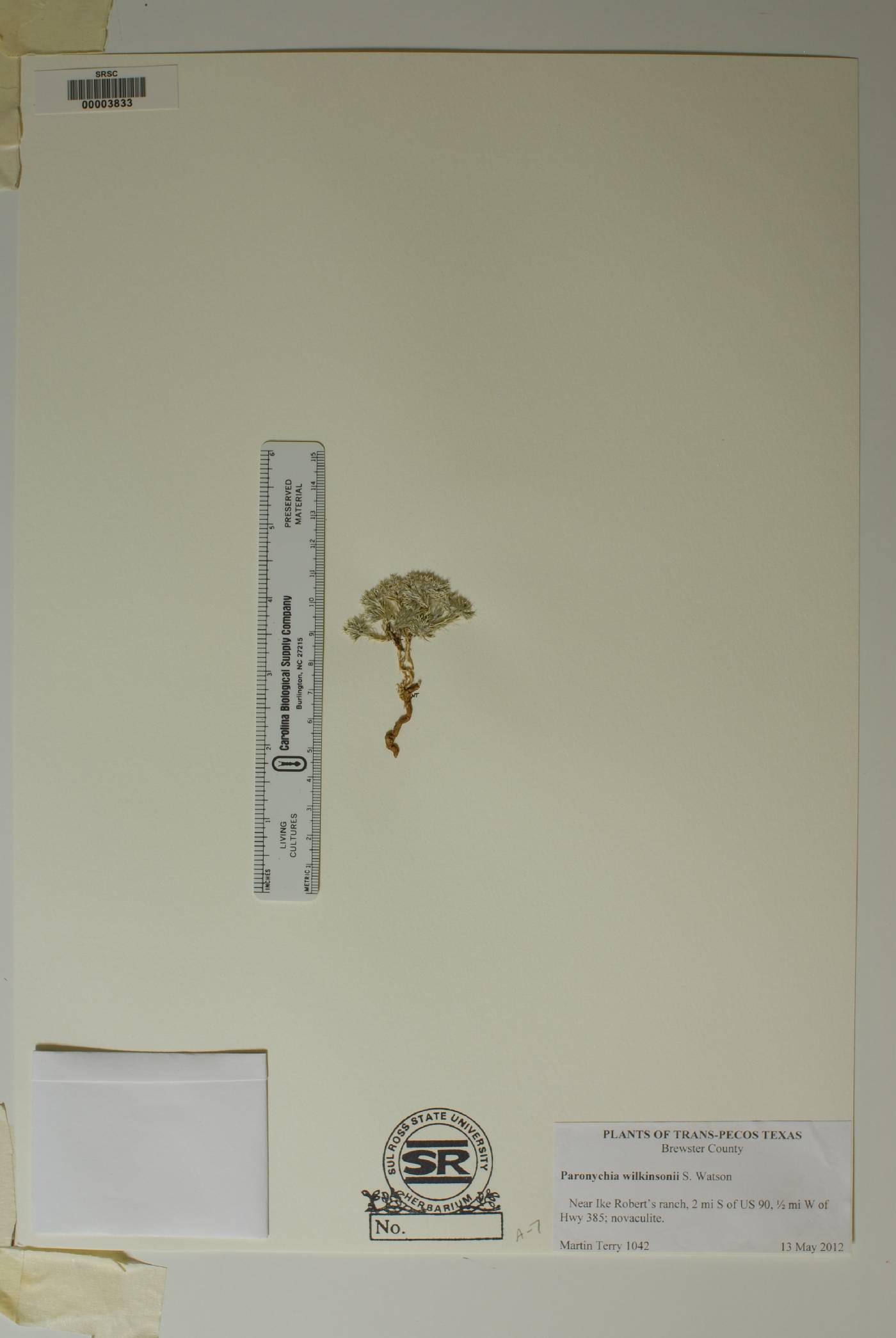 Paronychia wilkinsonii image