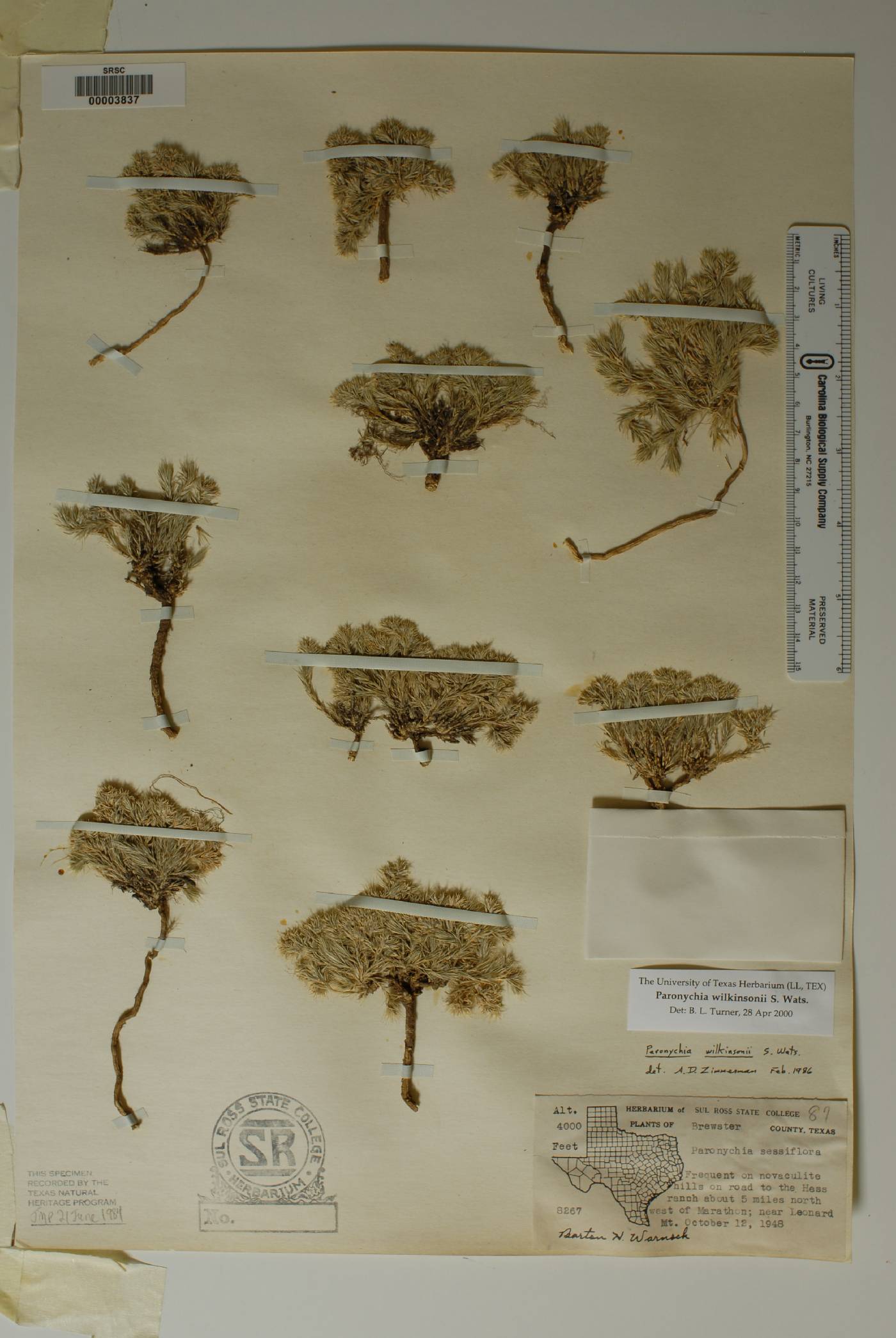 Paronychia wilkinsonii image
