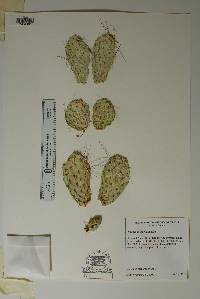 Opuntia polyacantha image