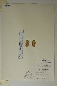 Opuntia polyacantha var. arenaria image