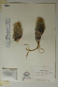 Pelecyphora sneedii subsp. sneedii image