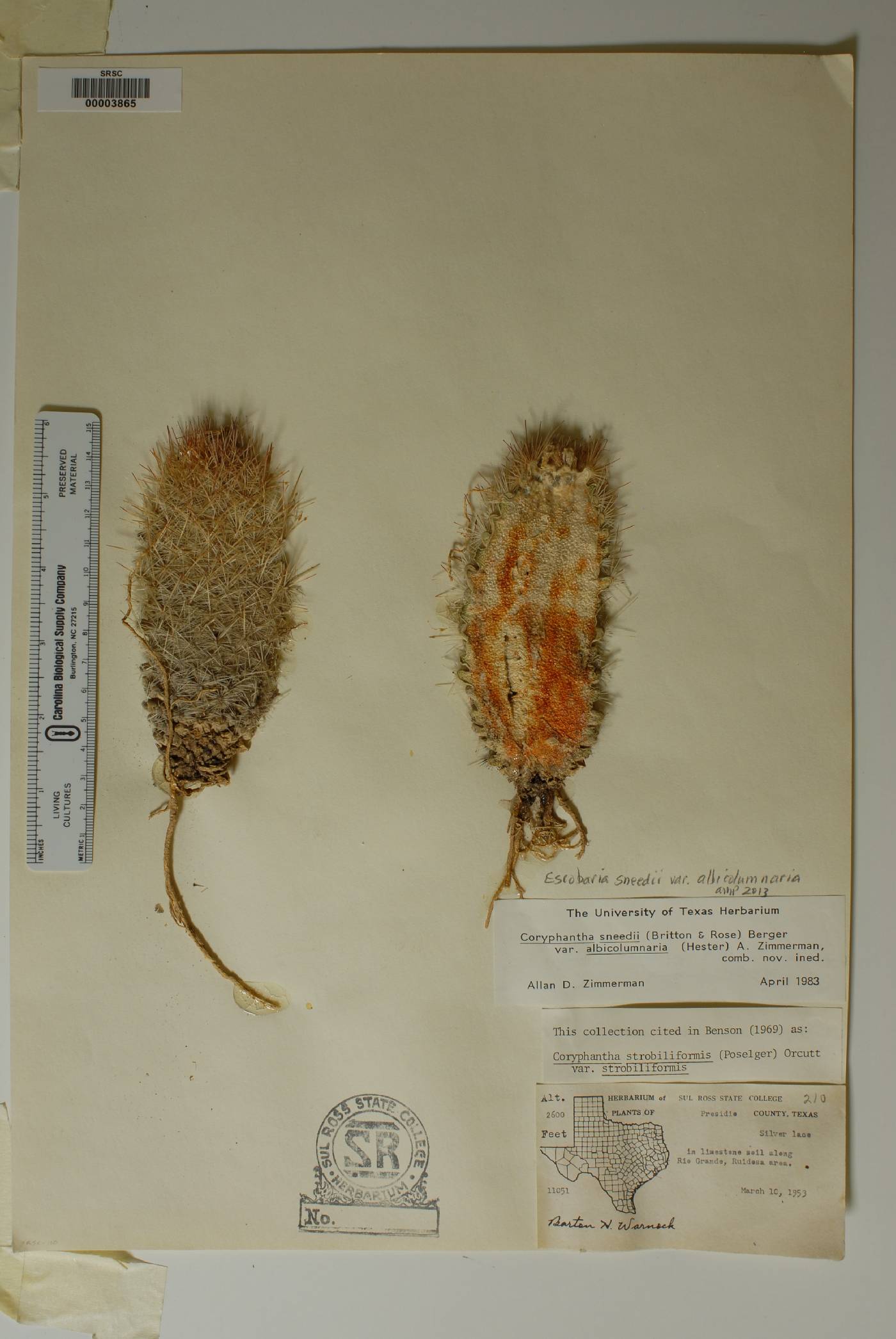 Pelecyphora sneedii subsp. sneedii image