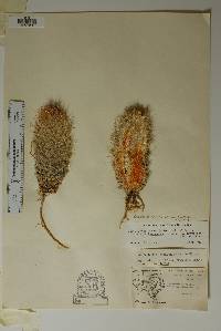 Pelecyphora sneedii subsp. sneedii image