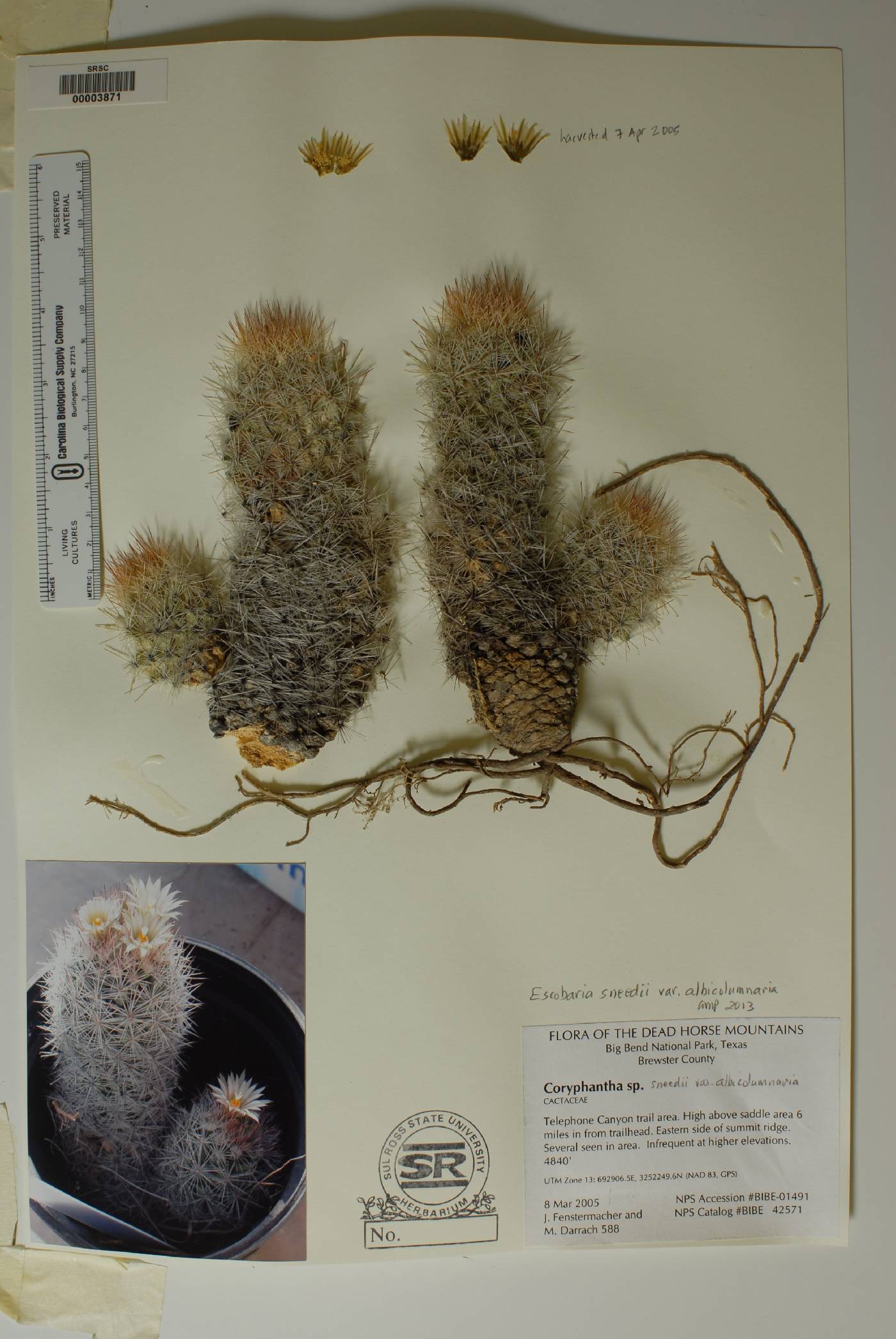 Pelecyphora sneedii image