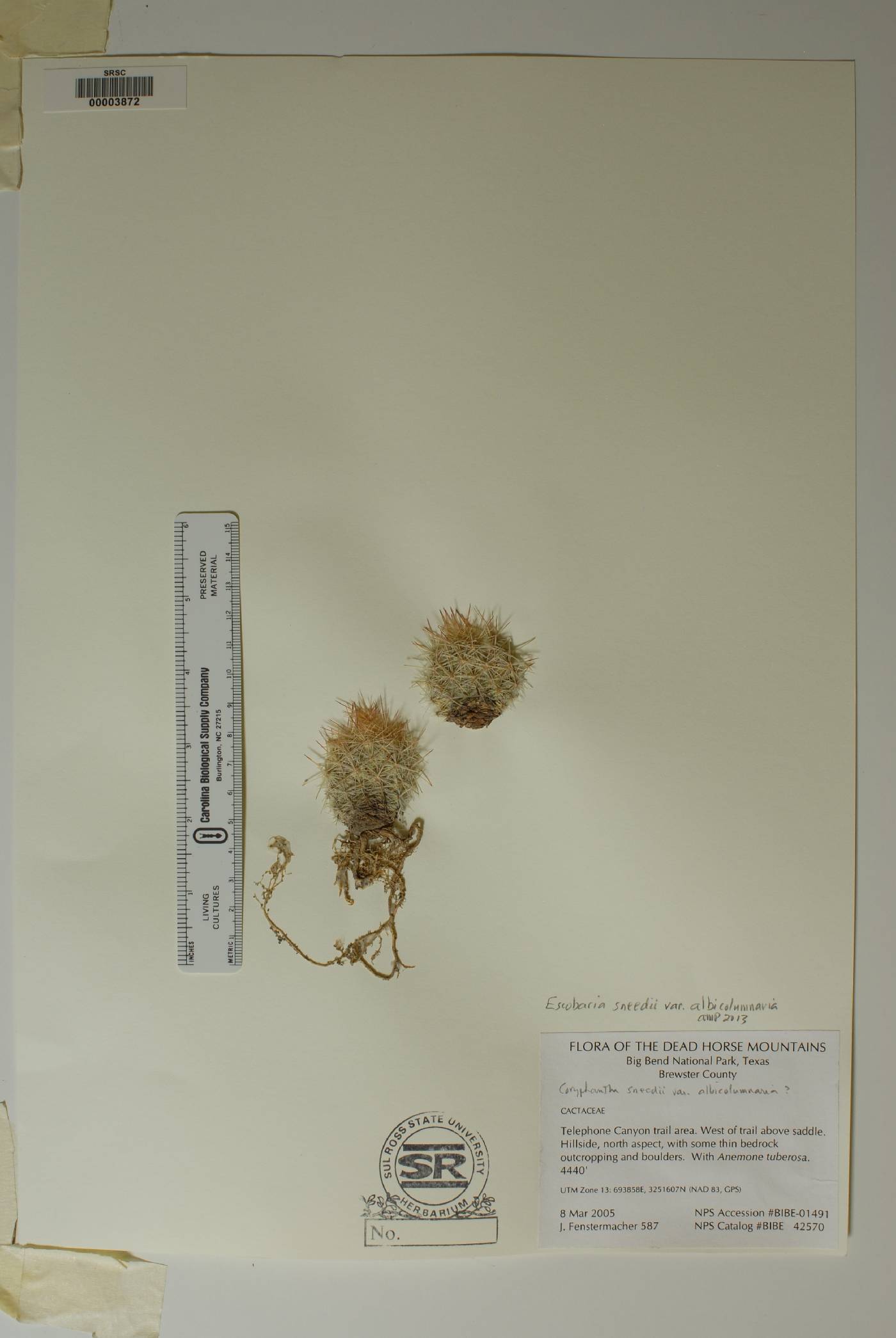 Pelecyphora sneedii subsp. sneedii image