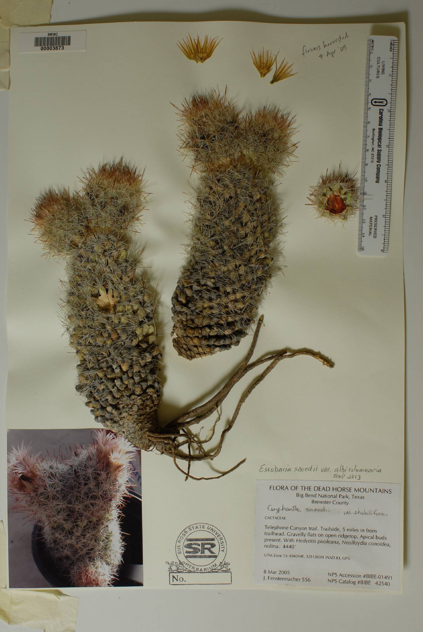 Pelecyphora sneedii subsp. sneedii image