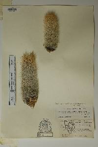 Pelecyphora sneedii image