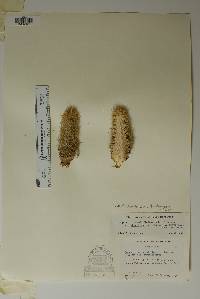 Pelecyphora sneedii image