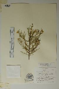 Brongniartia minutifolia image