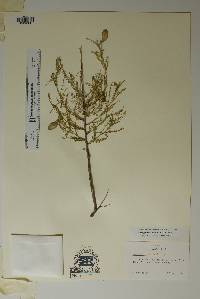 Brongniartia minutifolia image