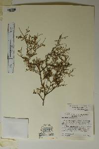 Eysenhardtia spinosa image