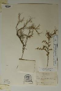 Eysenhardtia spinosa image