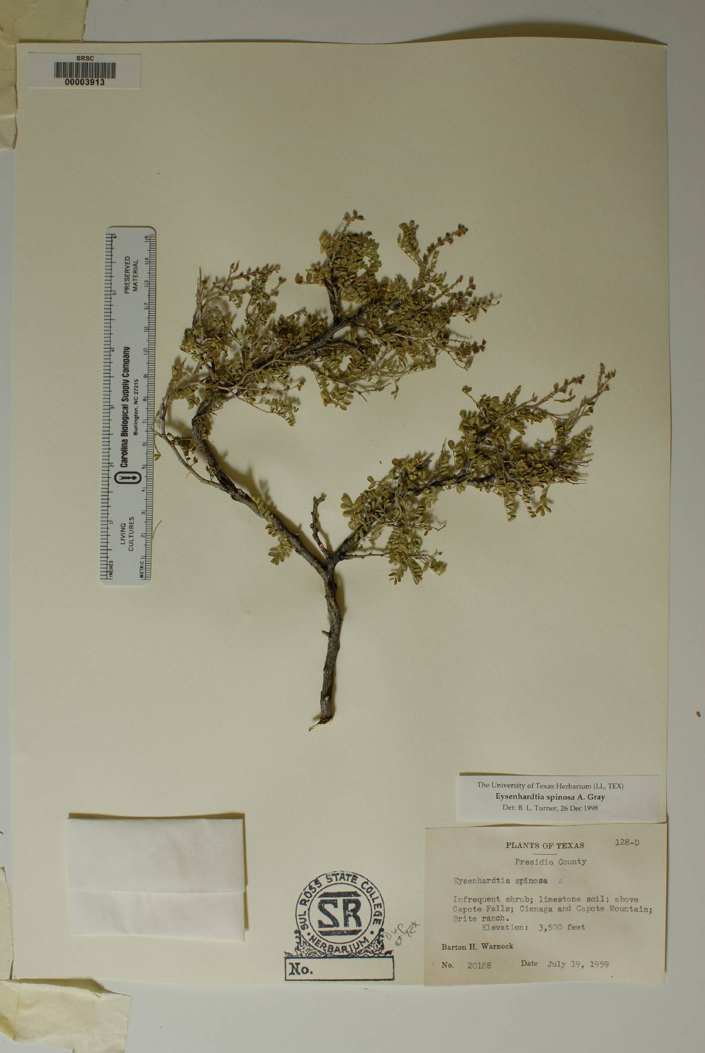 Eysenhardtia spinosa image