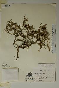 Eysenhardtia spinosa image