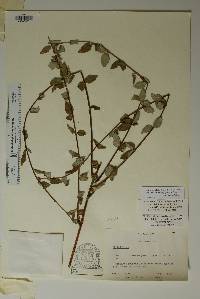 Philadelphus microphyllus image