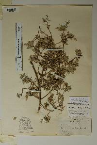 Philadelphus microphyllus image