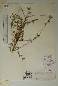 Philadelphus microphyllus image