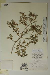 Philadelphus microphyllus image