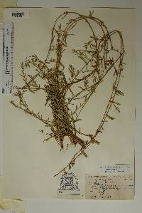 Nesaea longipes image