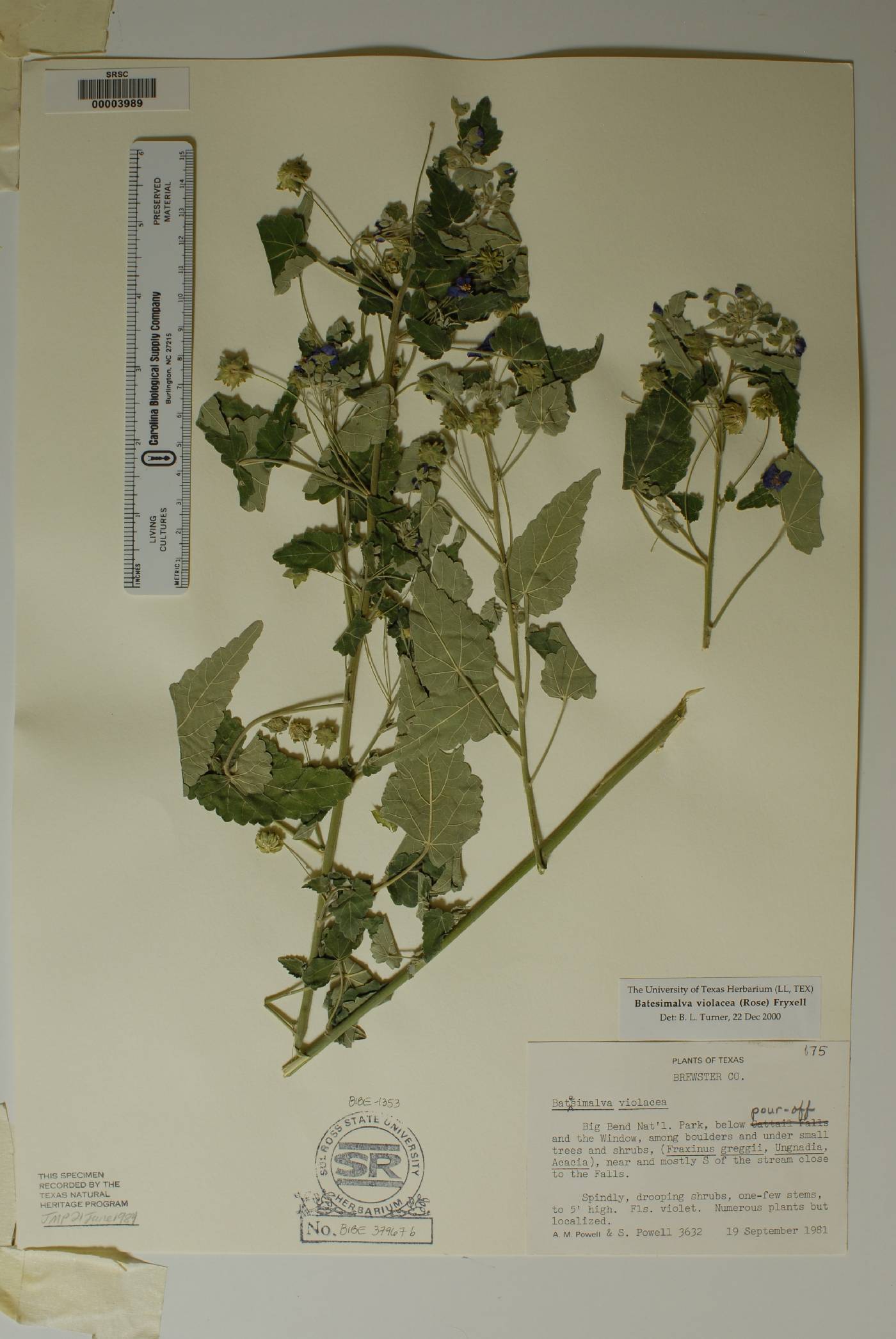 Batesimalva violacea image