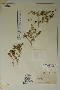 Acleisanthes wrightii image