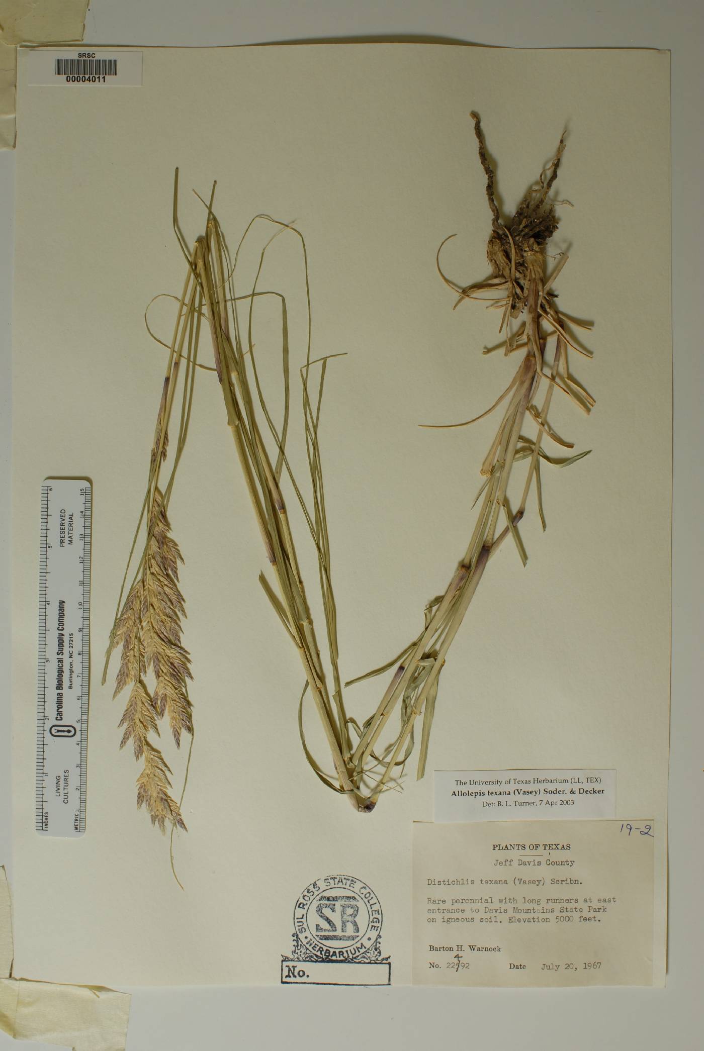 Allolepis texana image