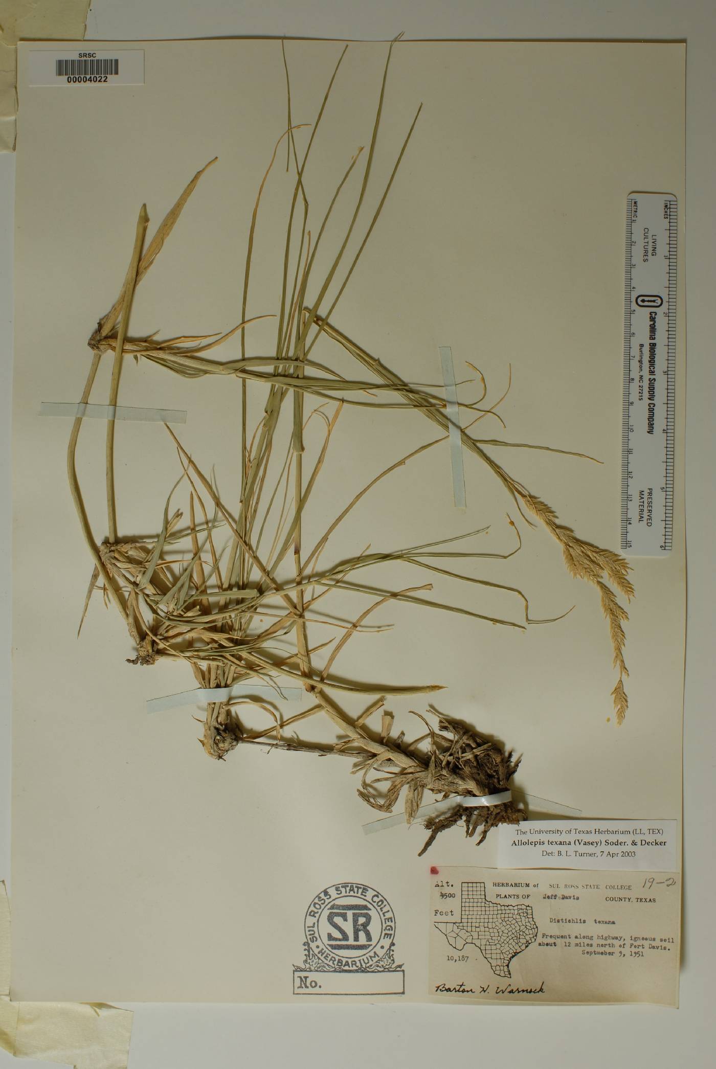 Allolepis texana image