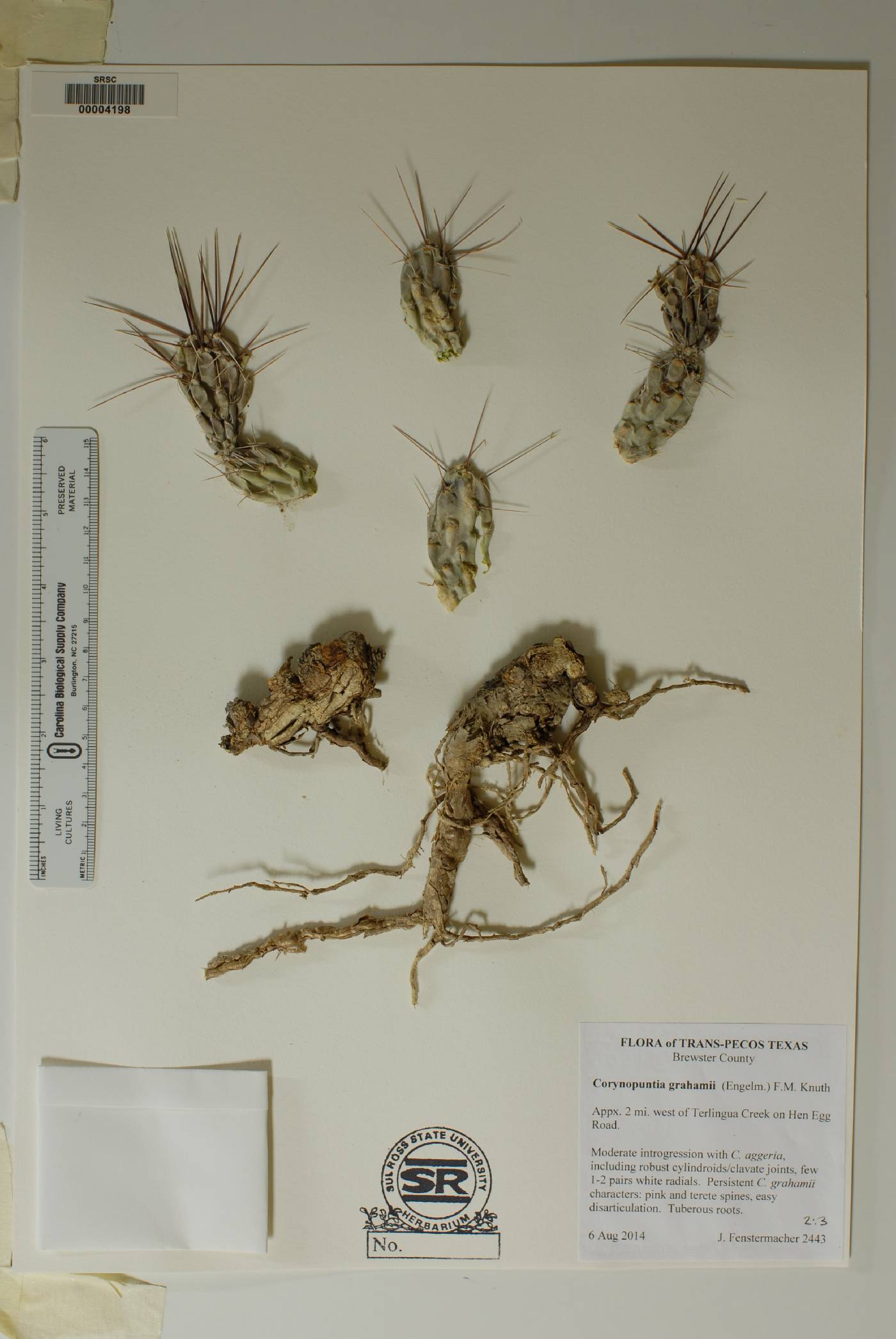 Corynopuntia grahamii image