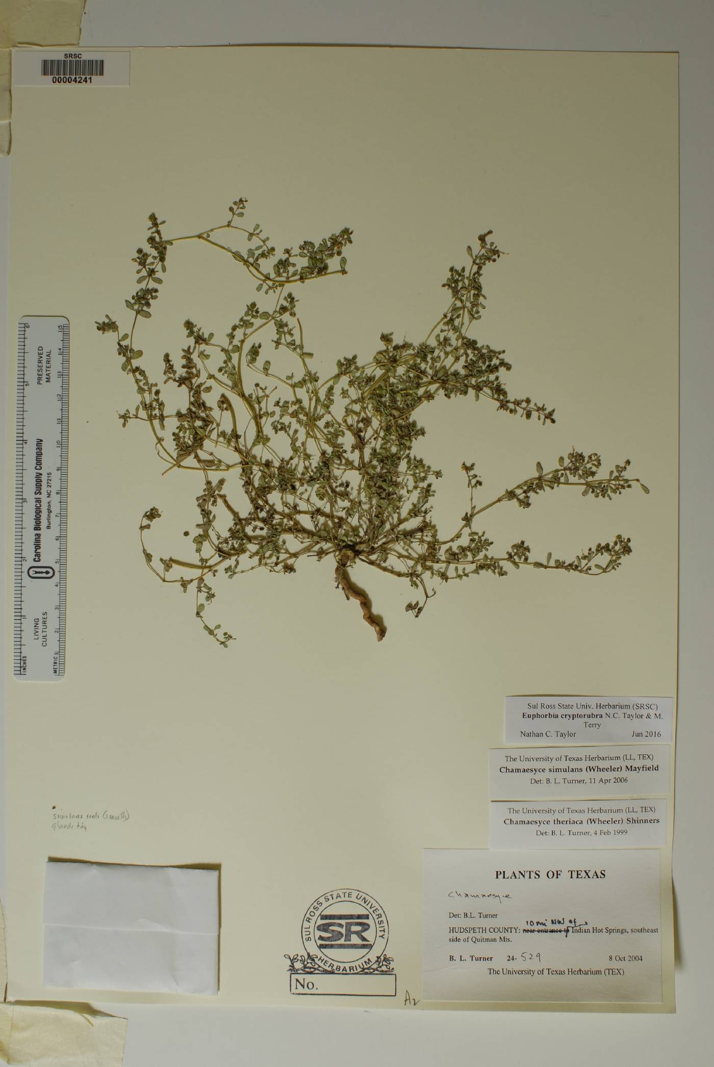 Euphorbia cryptorubra image