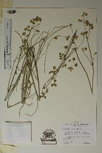 Mirabilis linearis image