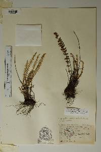 Myriopteris aurea image