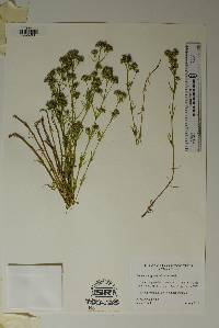 Stenaria nigricans image