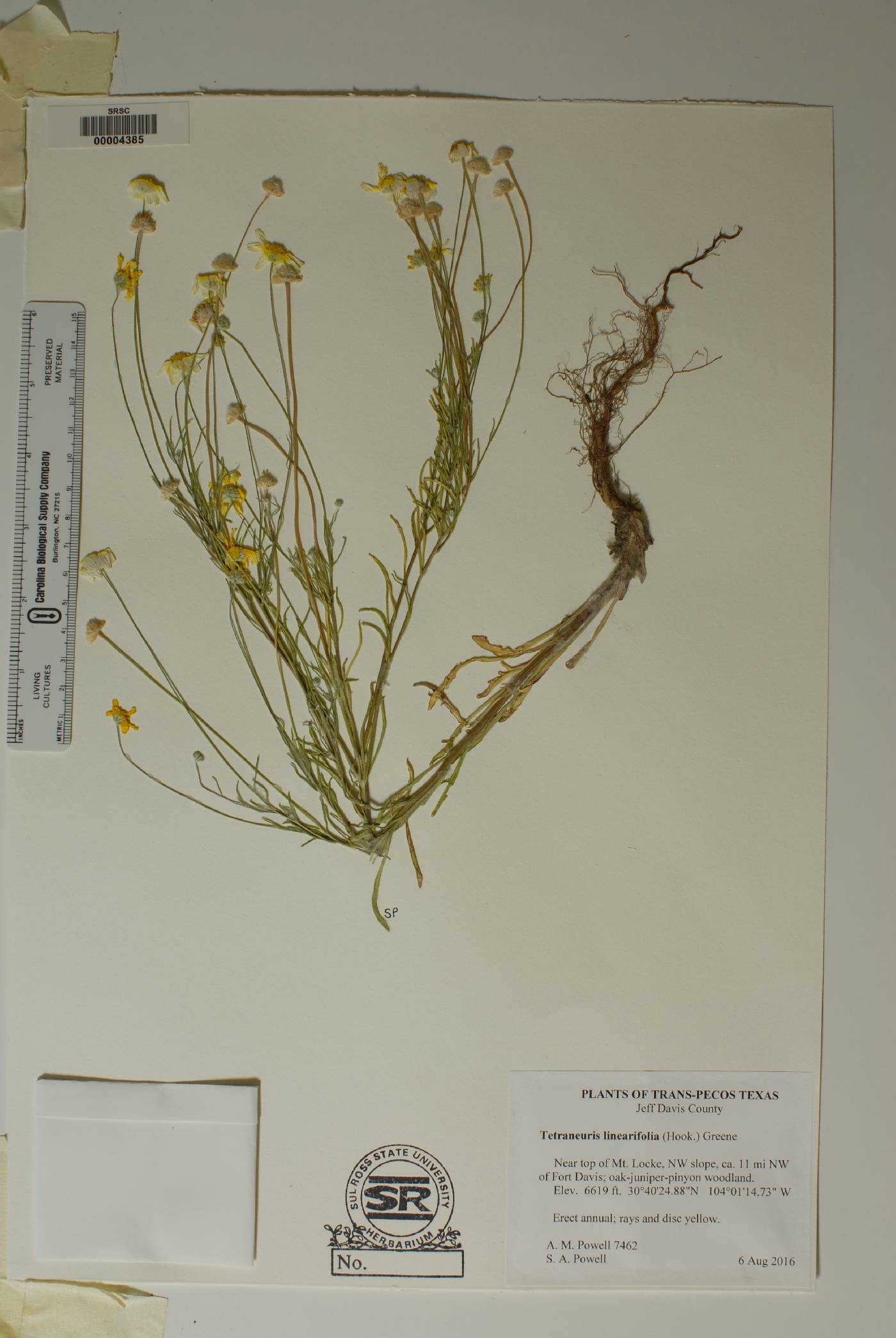Tetraneuris linearifolia image