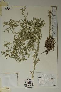 Antiphytum floribundum image