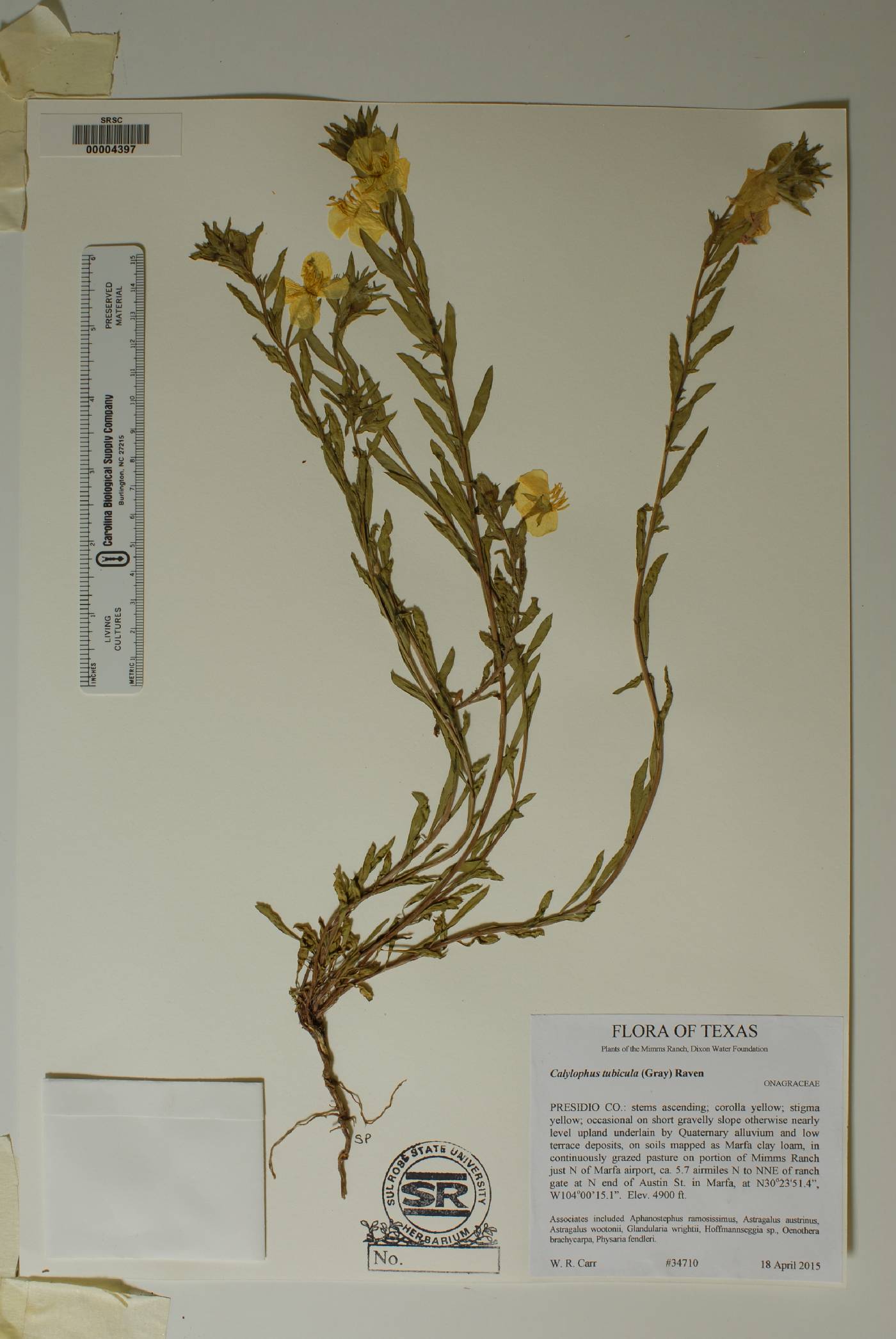 Calylophus tubicula image