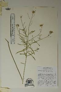 Hesperidanthus linearifolius image