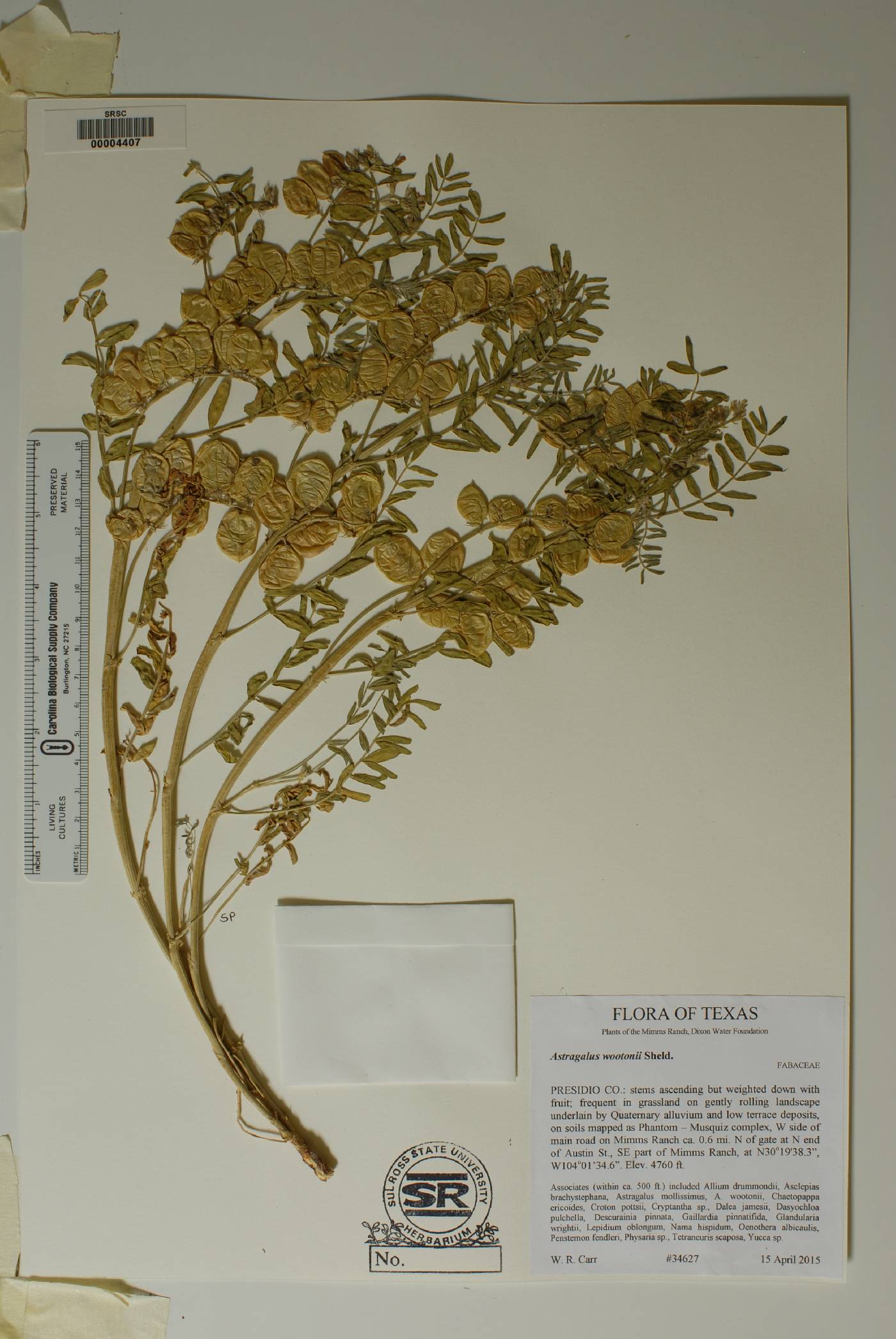 Astragalus wootoni image