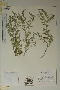 Dalea lanata image