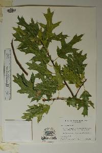 Quercus gravesii image