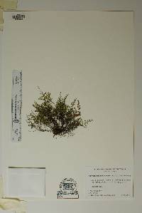 Argyrochosma microphylla image