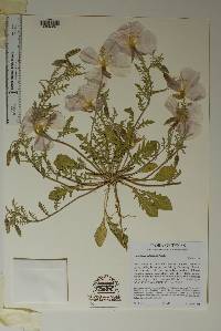 Oenothera albicaulis image