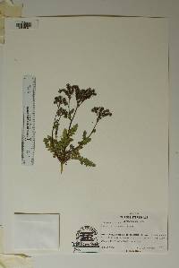 Phacelia intermedia image