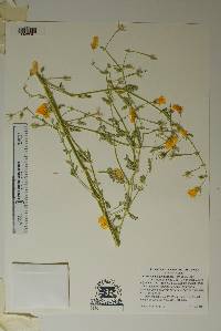 Kallstroemia grandiflora image