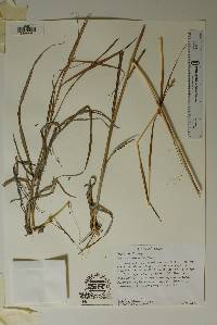 Andropogon hallii image