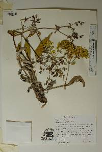 Eriogonum correllii image