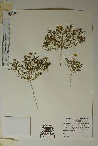 Thymophylla aurea image