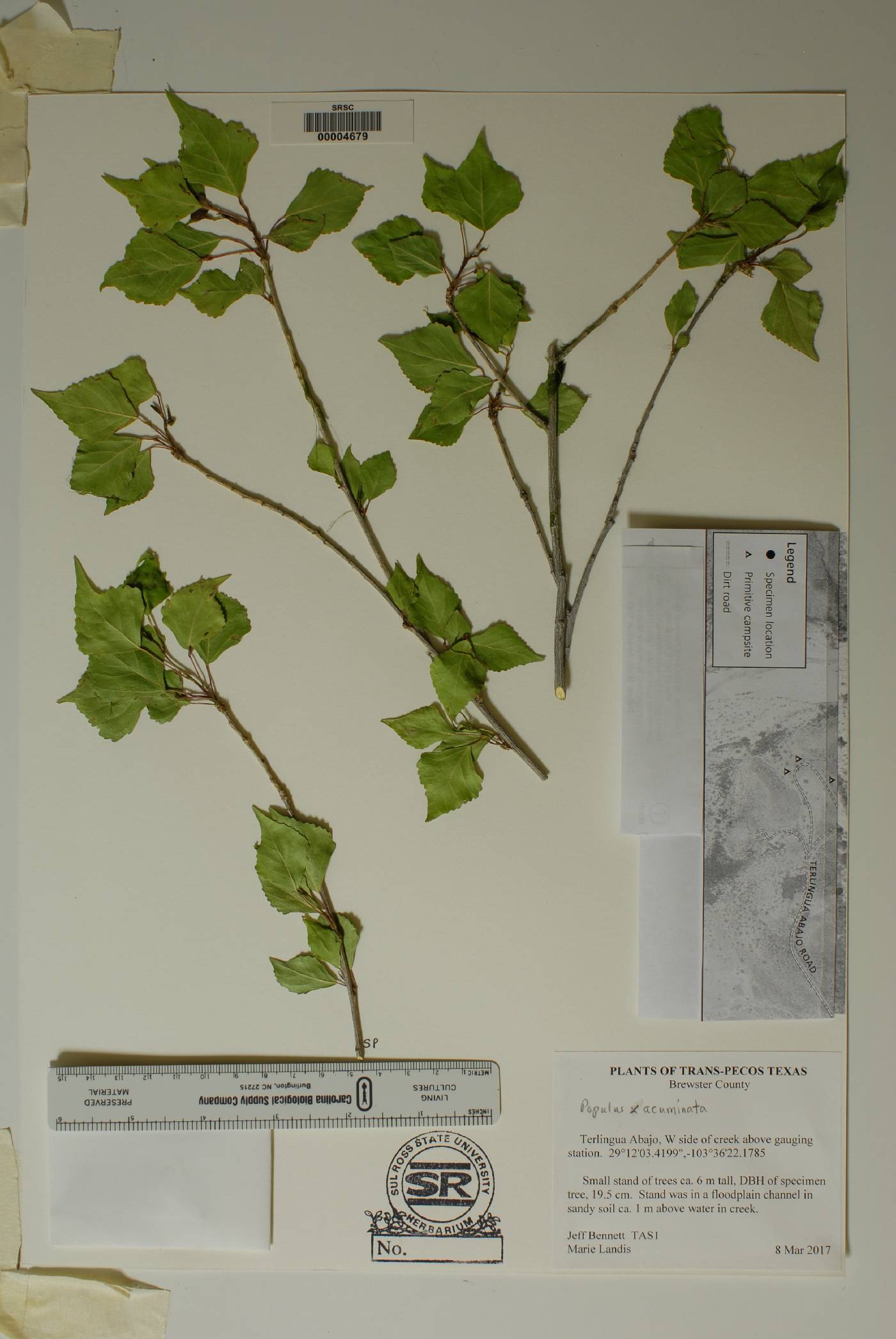 Populus x acuminata image