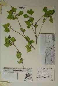 Populus x acuminata image